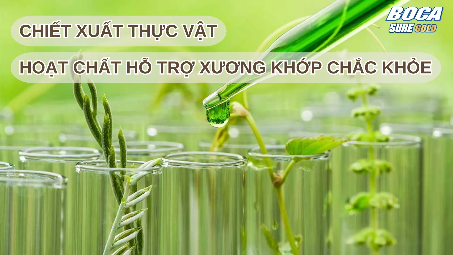 Chiết Xuất Thực Vật "Bí Quyết Vàng Hỗ Trợ Xương Khớp Chắc Khỏe Dẻo Dai"